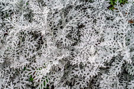 白色的雪叶莲图片