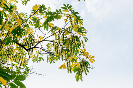 风杨树和它结满果实的种子高清图片