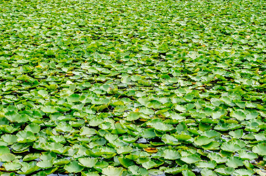 满池塘的睡莲叶图片