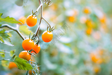 樱桃番茄黄色番茄高清图片