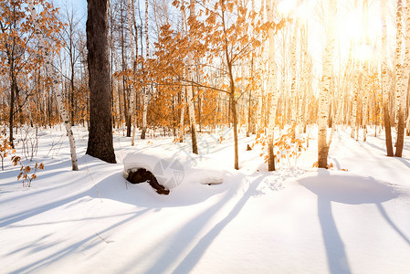 太阳雪冬天积雪森林背景