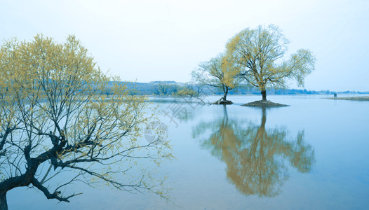 水中树水中的树林高清图片