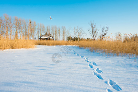 积雪的房子雪地里的一串脚印背景