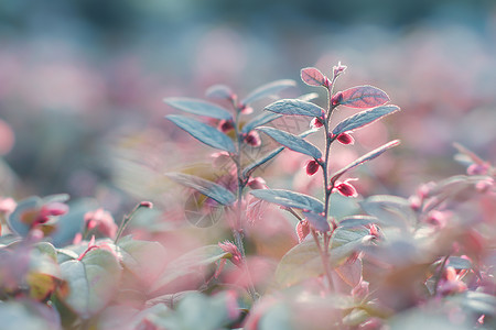 dj宣传素材充满活力的花草背景