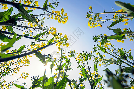 仰望，这里种满了油菜花背景图片