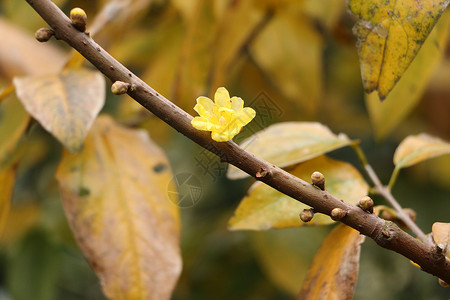 黄色小花图片