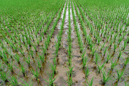 水稻发芽绿色水稻稻田生长背景