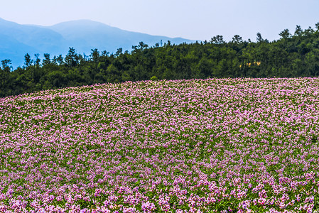 鲜花农村素材花田背景