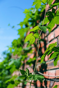 夏天生机勃勃的绿色植物图片