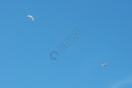 黑鸟飞机夏日的天空背景