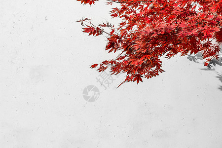 古风素材红印秋天白墙红叶背景