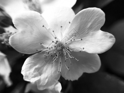 暗花花粉暗花高清图片