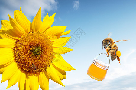勤劳采蜜的蜜蜂高清图片