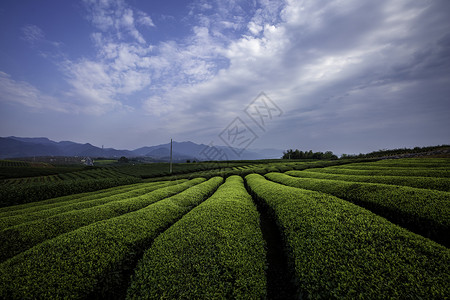 茶园风光背景图片