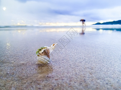 海边的田螺背景图片