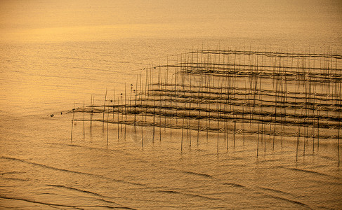 海水滩涂夕阳余晖下的滩涂海藻养殖场背景