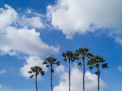 夏日椰子树海南夏日风景背景