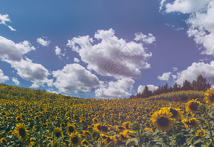 蓝天白云下的向日葵背景图片