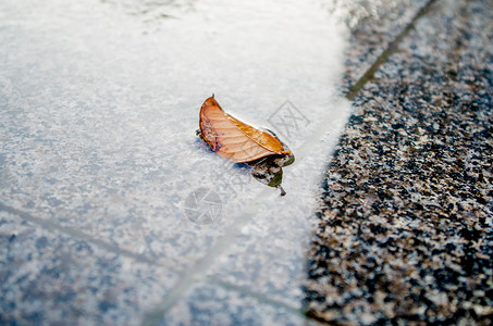 万物重生被夏季太阳雨浇灌的万物背景