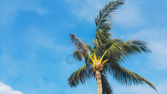 热带风蓝天白云椰树背景