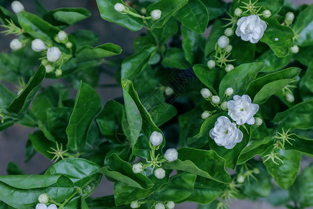 夏季花卉绉纱茉莉高清图片