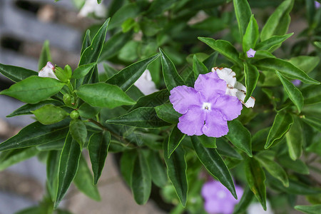 夏季花卉紫色盆栽花高清图片