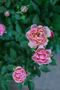 夏季花卉香水茉莉高清图片