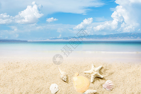 贝壳沙滩沙滩背景设计图片
