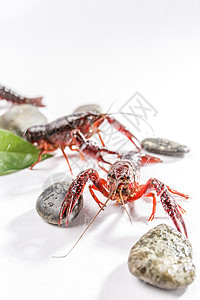 小龙虾两只虫子高清图片