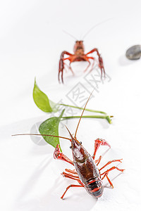 小龙虾两只虫子高清图片
