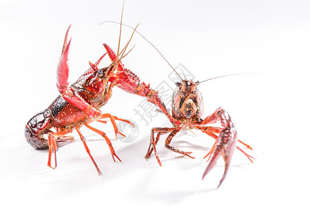 小龙虾红色蝎子素材高清图片