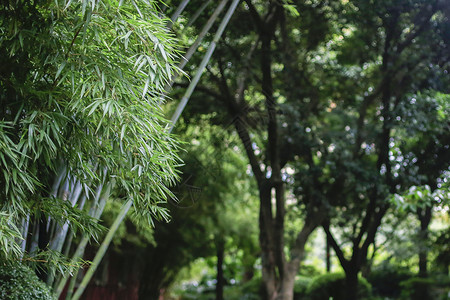 种下希望之树夏日晨曦的公园背景