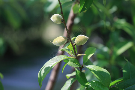 夏日晨曦的公园背景图片