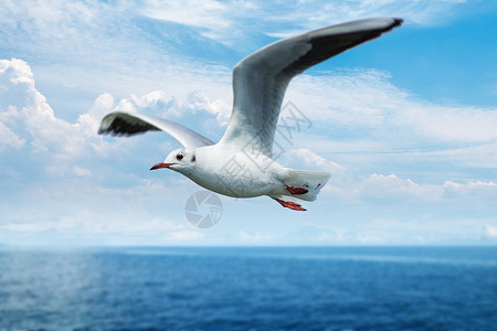 白鸽飞翔蓝天与白鸽设计图片