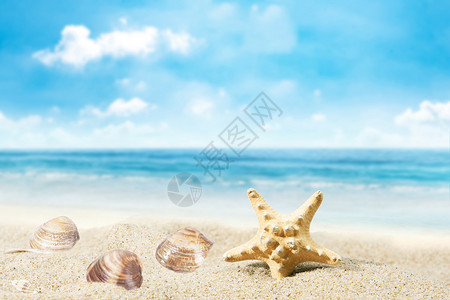 沙滩小景观夏日海边贝壳景观设计图片
