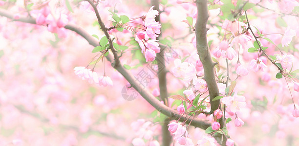 浪漫桃花意境公园里的粉红色的回忆背景