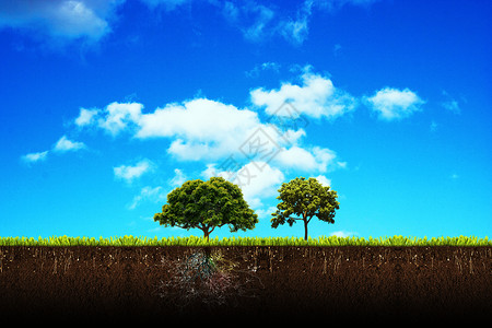 蓝天下的草地蓝天下摇曳的树木设计图片