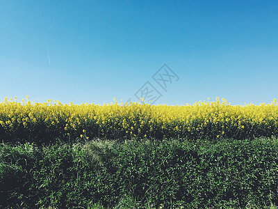 黄绿蓝春天郊野的色彩油菜花田图片