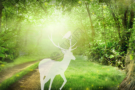 穿透幻影太阳森林里的梅花鹿设计图片