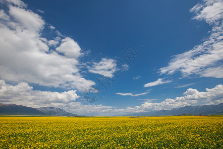 手绘观花女孩门源油菜花背景