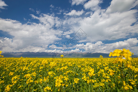 烫嘴门源油菜花背景