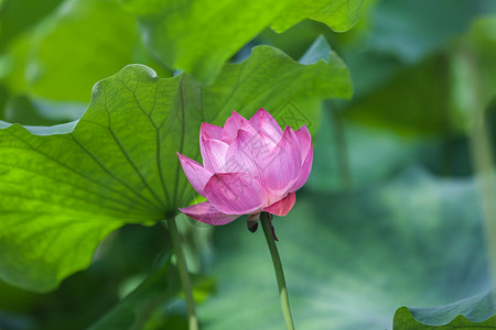 荷花圣洁莲花高清图片