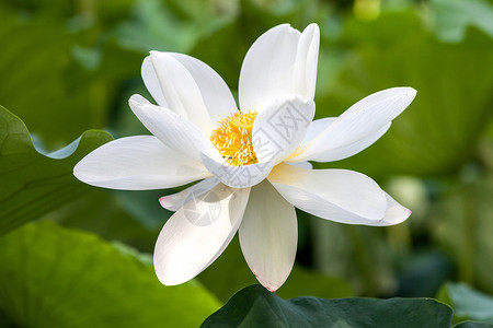 白色荷花白小莲花高清图片