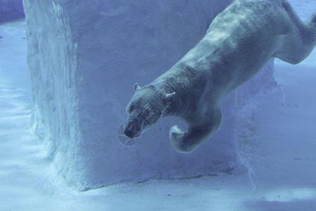 大型哺乳类动物水下的北极熊背景
