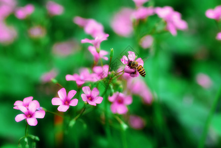 蜜蜂蜂蜜植物高清图片