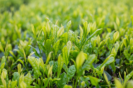 茶绿色项链春天的谷雨茶叶嫩芽背景