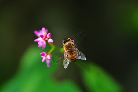 微距花朵蜜蜂背景