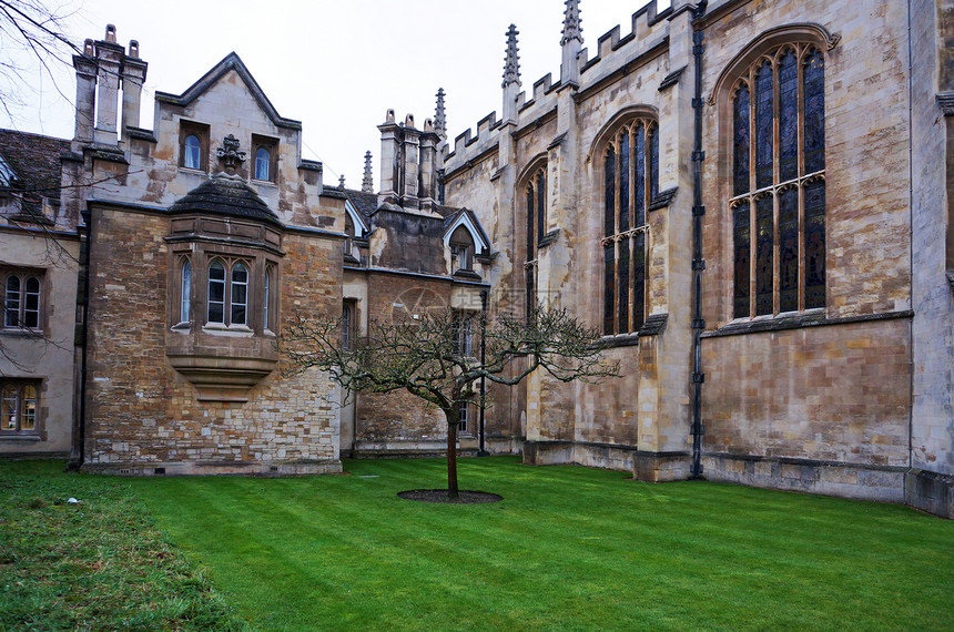 英国剑桥大学牛顿的苹果树图片