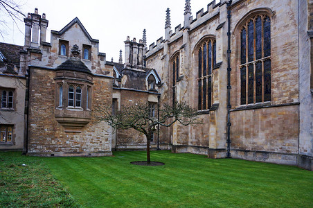 英国学习英国剑桥大学牛顿的苹果树背景