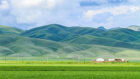 蓝天骏马美丽的伊犁风光背景